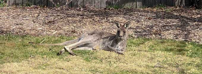 Grey kangaroo in backyard
